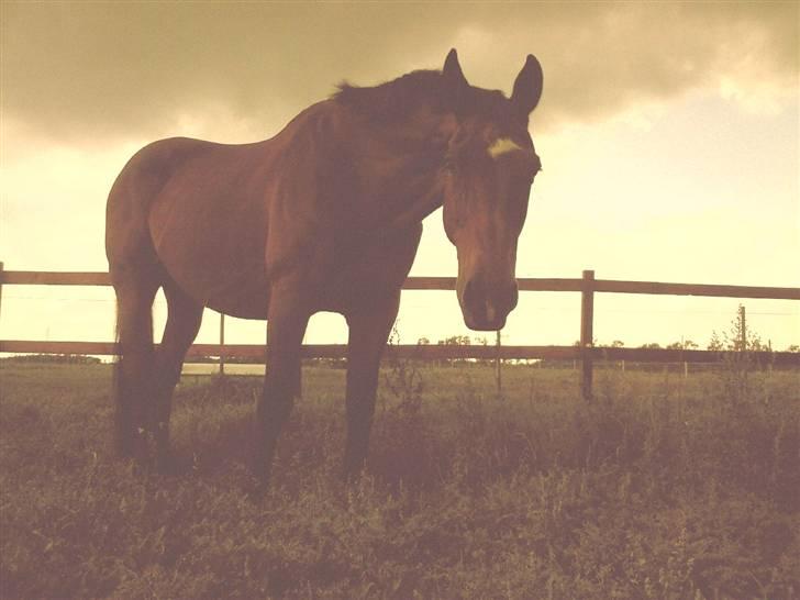 Dansk Varmblod Thor - Thor på fold :) billede 17