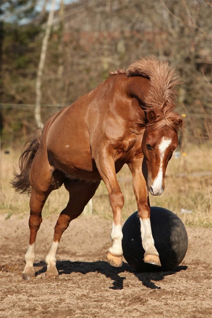 Belgisk Sportspony Iroko Streyenhof-Solgt. - Iroko leger med bold;) Foto: Sipo-foto.dk billede 1