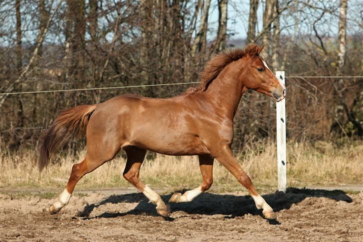 Belgisk Sportspony Iroko Streyenhof-Solgt. - Fotograf; Sandra Buus, SIPO-foto.dk billede 4