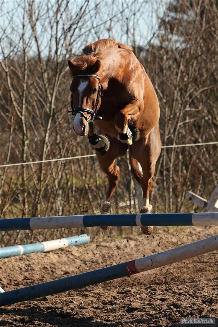 Belgisk Sportspony Iroko Streyenhof-Solgt. - Foto: SIPO billede 7
