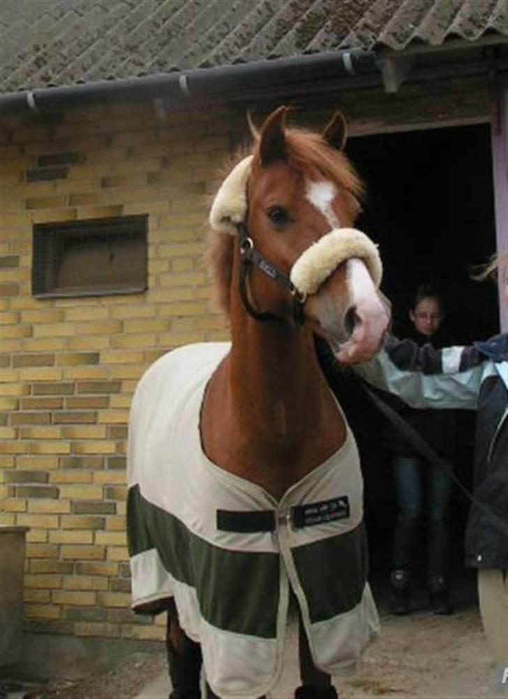 Belgisk Sportspony Iroko Streyenhof-Solgt. - De sidste sekunder med Iroko inden han kom til Fyn billede 8