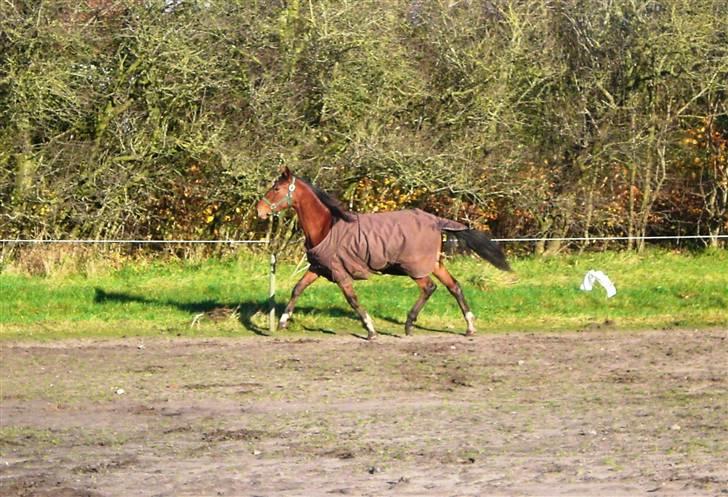 Traver - Paschal Å - 15; Jeg glæder mig til han skal til løb! xD billede 15