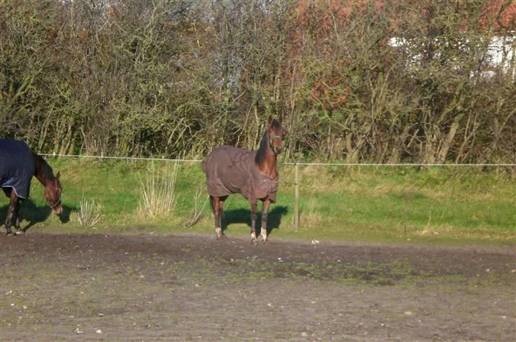 Traver - Paschal Å - 16; Hej med dig, helt deroppe :D billede 16