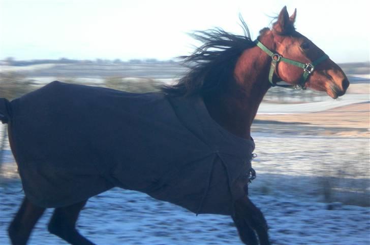 Traver - Paschal Å - 17; ruuuuuun! (; billede 17