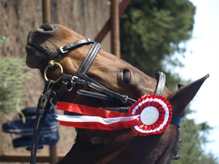 Anden særlig race lucky star billede 6