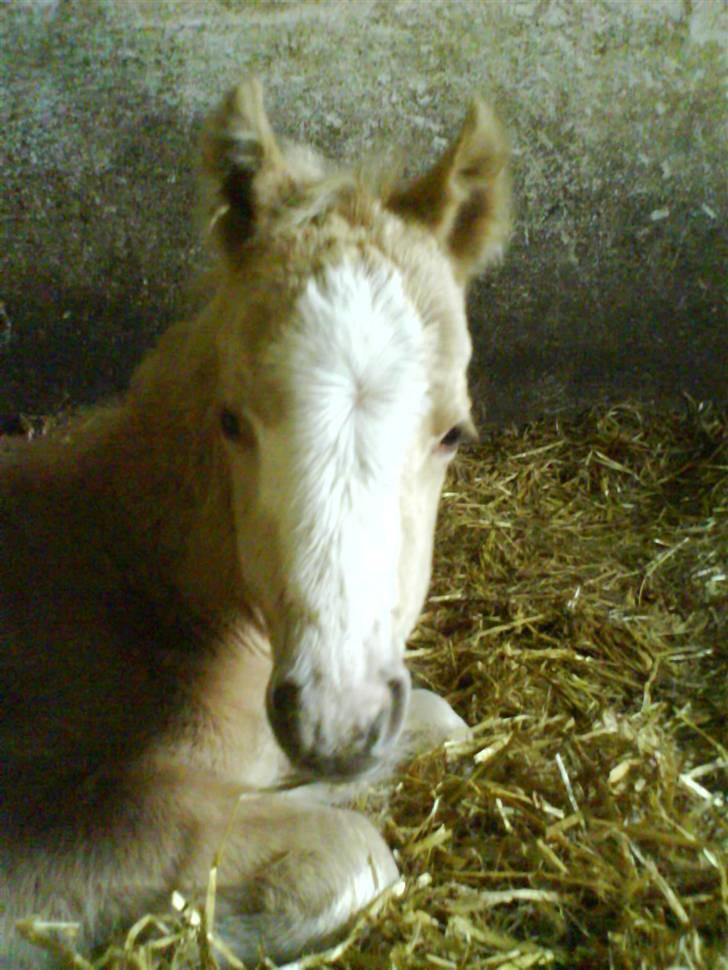 Anden særlig race Champagne - En dag gammel. <3 billede 1