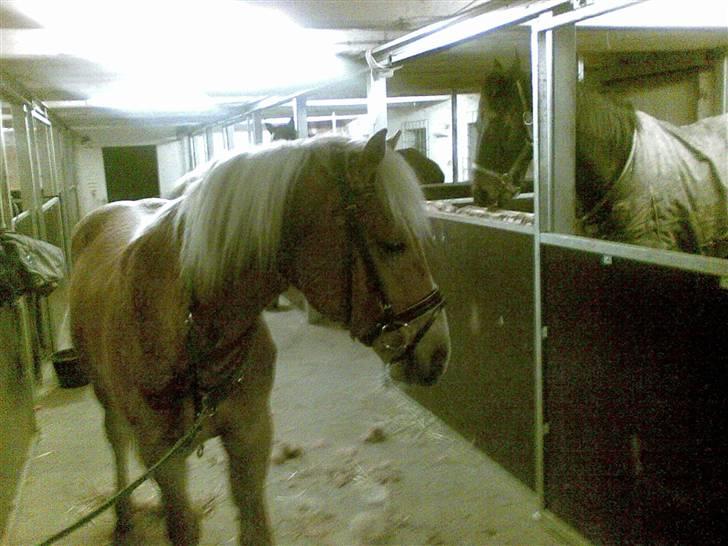 Haflinger Gelstoft Star Shadow - har lige fået hodetøj på føste gang  billede 2