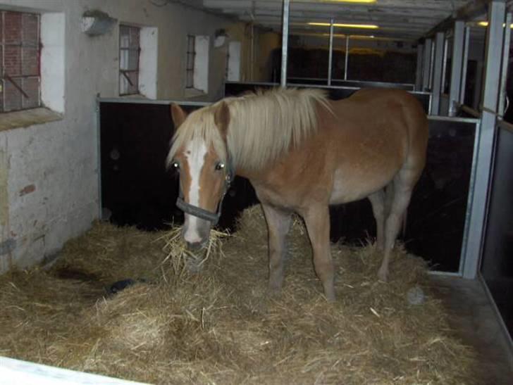 Haflinger Gelstoft Star Shadow billede 4