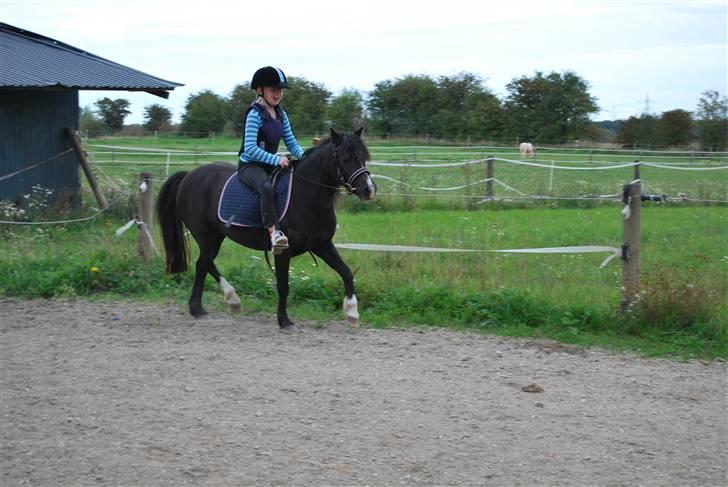 Welsh Mountain (sec A) Dorthealyst Barbara DODDI - smukke doddi billede 12