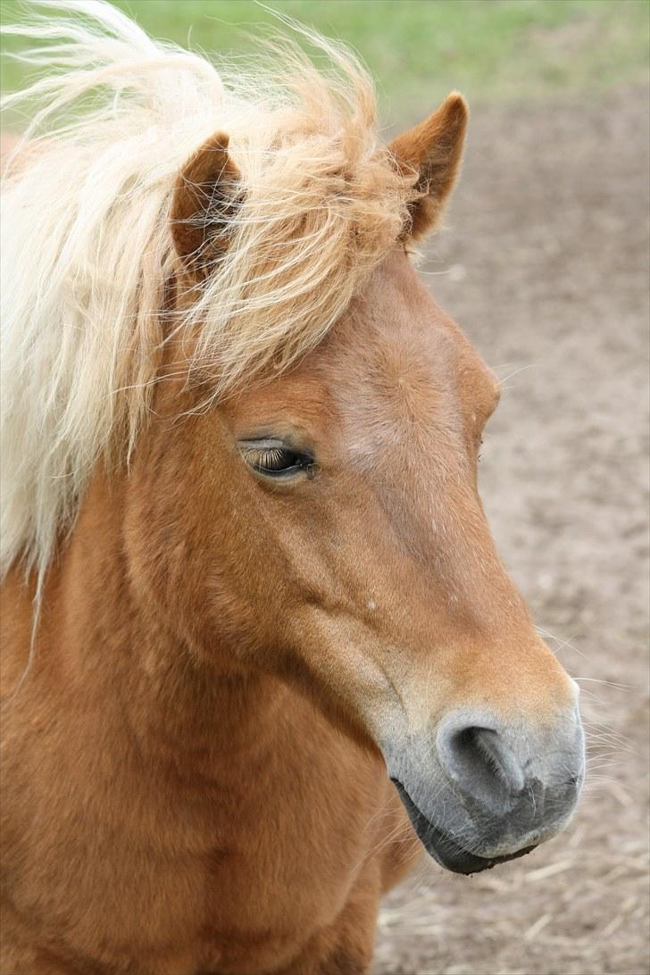 Shetlænder Ronja SOLGT billede 4