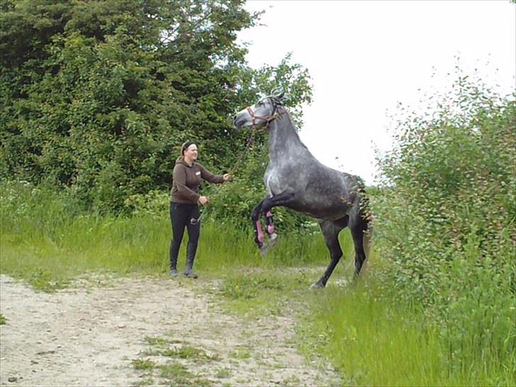 Anden særlig race Miss Flicka - ( foto karoline ) billede 4