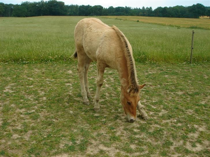 Oldenborg /Fjordhest "Max" - er ved at skifte farve.,xD billede 16