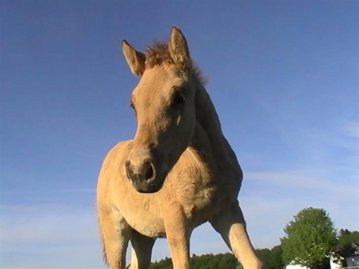 Oldenborg /Fjordhest "Max" - nej i må ikke gå.... menner Max.. hehe billede 18