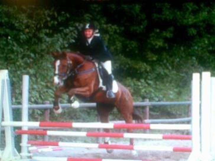 Holstener Miss Money Penny Solgt:( - spring stævne i ringsted :) billede 1