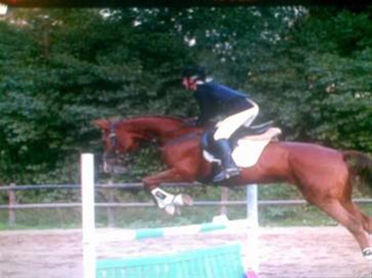 Holstener Miss Money Penny Solgt:( - opvarming... spring stævne i ringsted :) billede 2