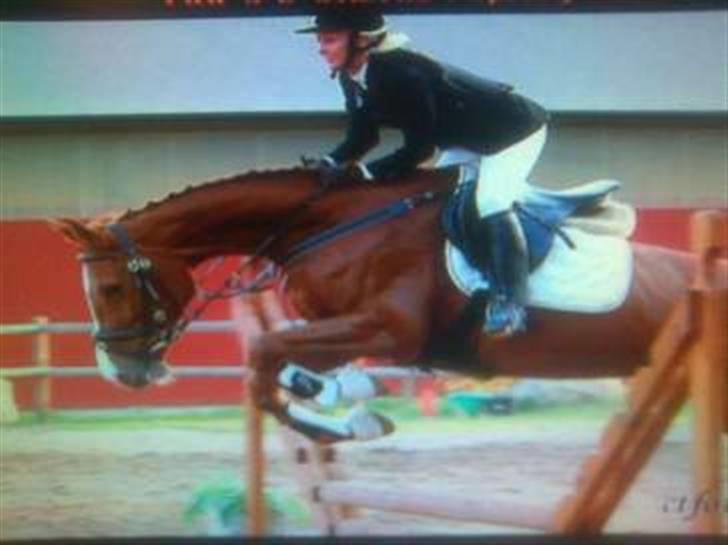 Holstener Miss Money Penny Solgt:( - opvarming... spring stævne i ringsted :) billede 3