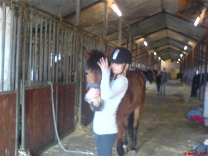 New Forest Tanholt Lukas *Halvpart* billede 15