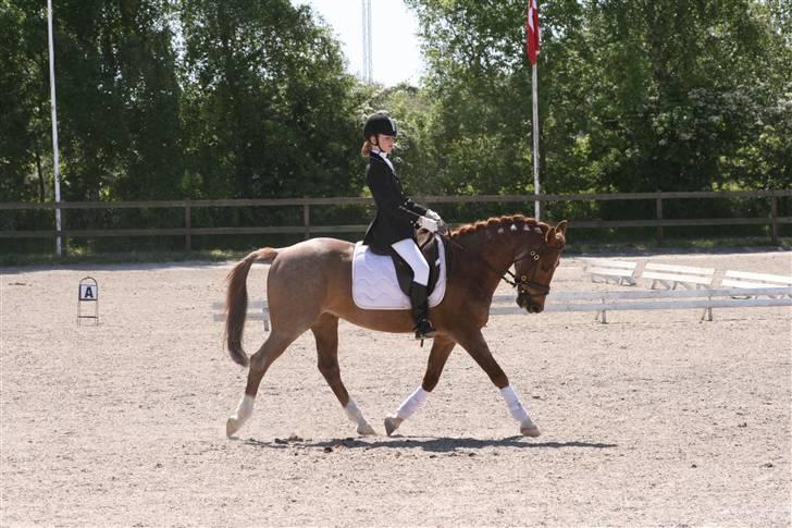 Hollandsk Sportspony Benton Harbour  - LB3 01/06-2008 billede 14