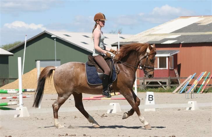Hollandsk Sportspony Benton Harbour  - Kontra galop -16. maj billede 12