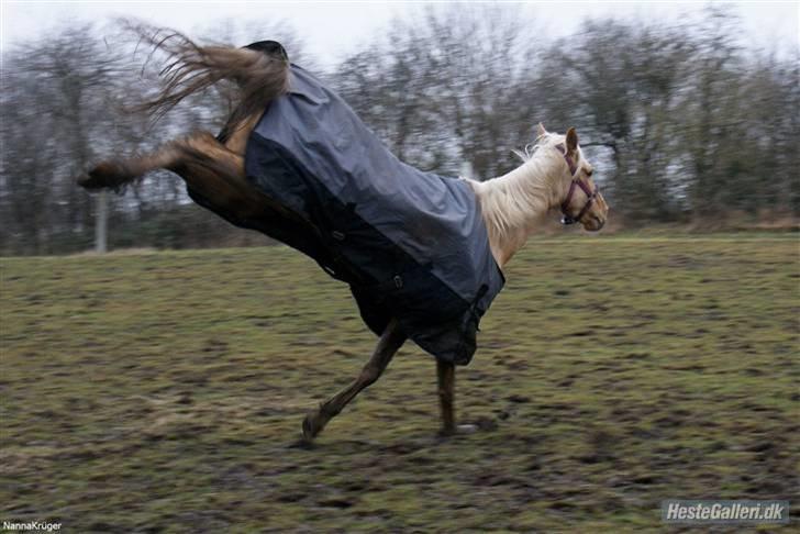 Palomino spirit  - bukkebukkebukke xD fotograf: Nanna Krüger (: billede 11