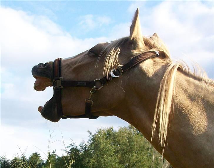 Palomino spirit  - gaab, jeg er træt xD fotograf: Camilla, men belondo herinde ;) billede 12