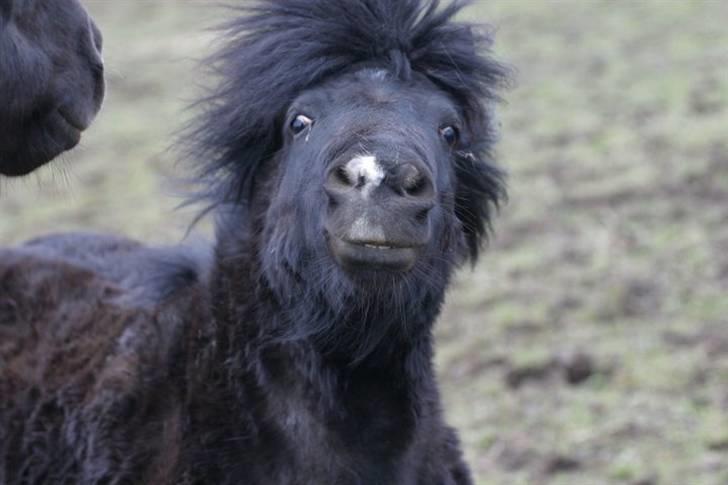 Shetlænder Rodolf - velkommen til Rodolf`s profil (: billede 1