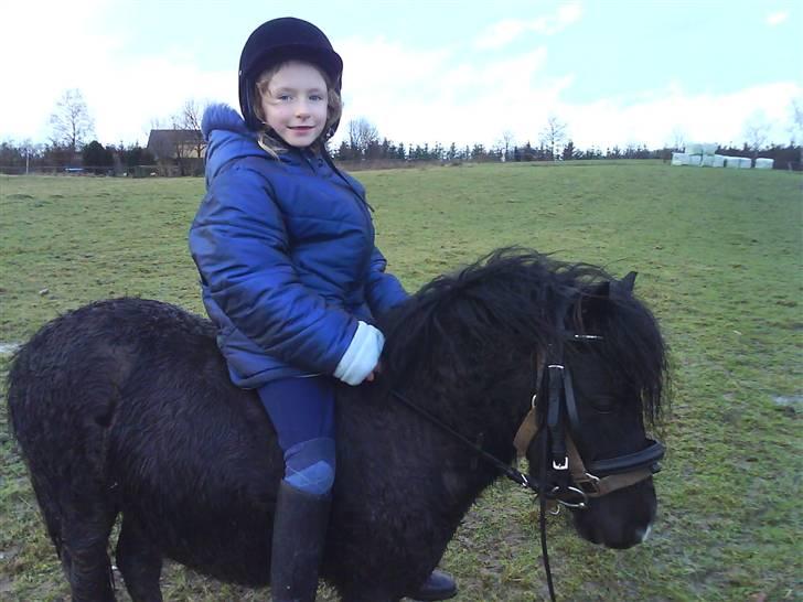 Shetlænder Rodolf billede 2