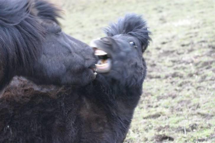 Shetlænder Rodolf billede 3