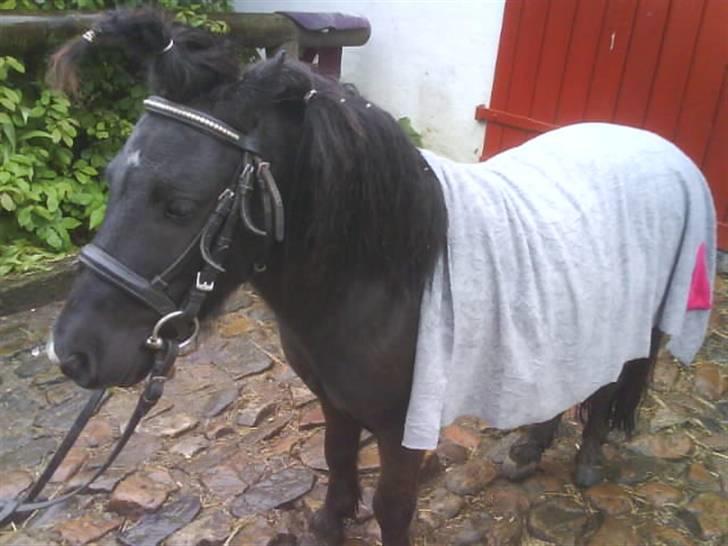 Shetlænder Rodolf billede 4