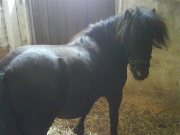 Shetlænder Rodolf billede 5