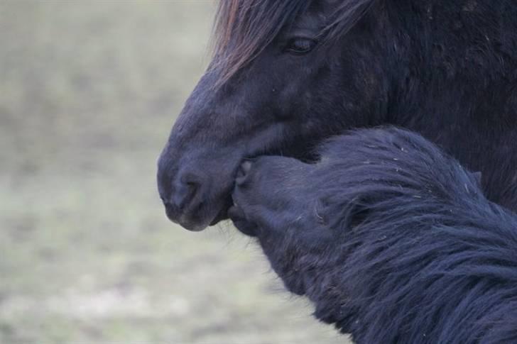 Shetlænder Rodolf billede 6