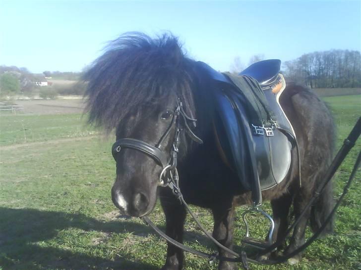 Shetlænder Rodolf billede 7