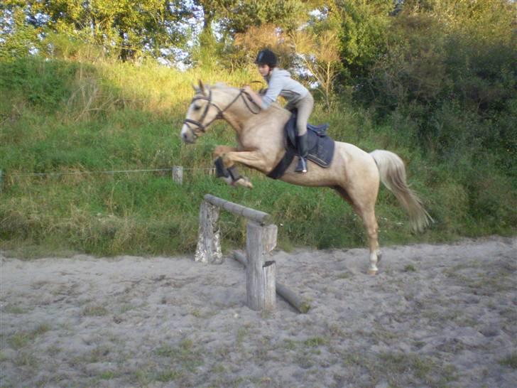 Palomino spirit  - spriiiing, 1 meter :) fotograf: camilla, med belo herinde :D billede 15