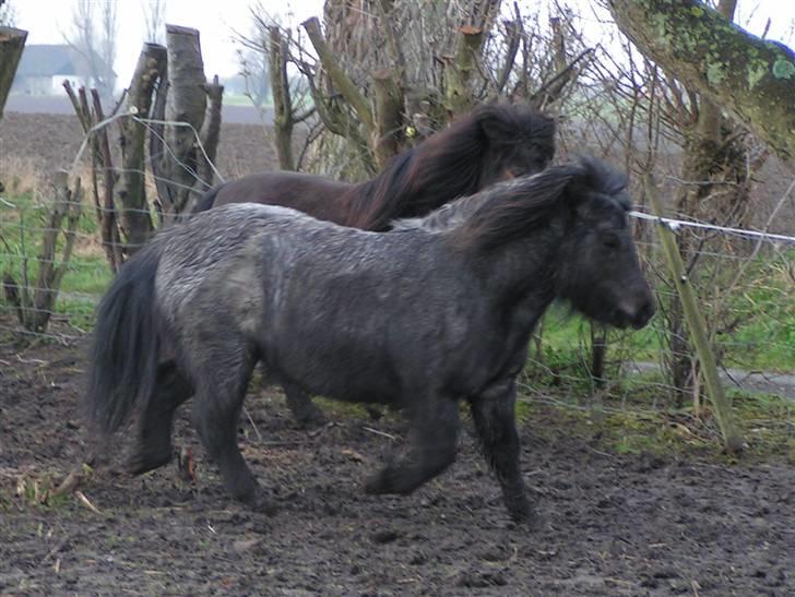 Shetlænder Kellas Penny Rose - UDLÅNT- billede 8