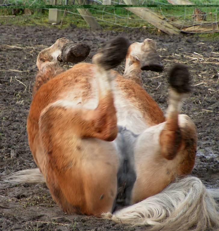 Haflinger Velda - Ahhhh - mudderbad billede 9