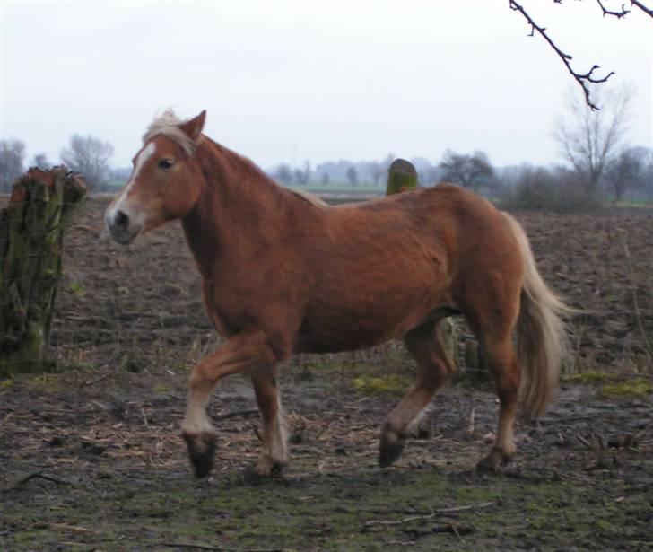 Haflinger Velda - Overkommandusen holder styr på flokken. Alder er ingen hindring. billede 10