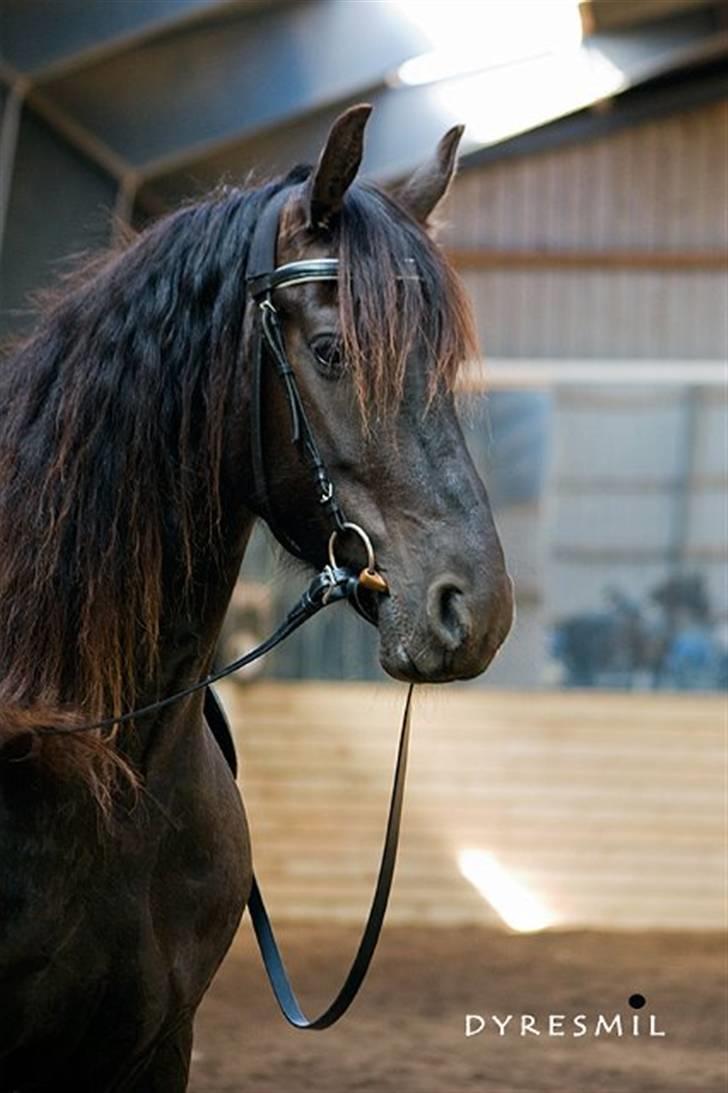 Frieser Eefke Fan't Klotske - taget af Marie Taggatz billede 1