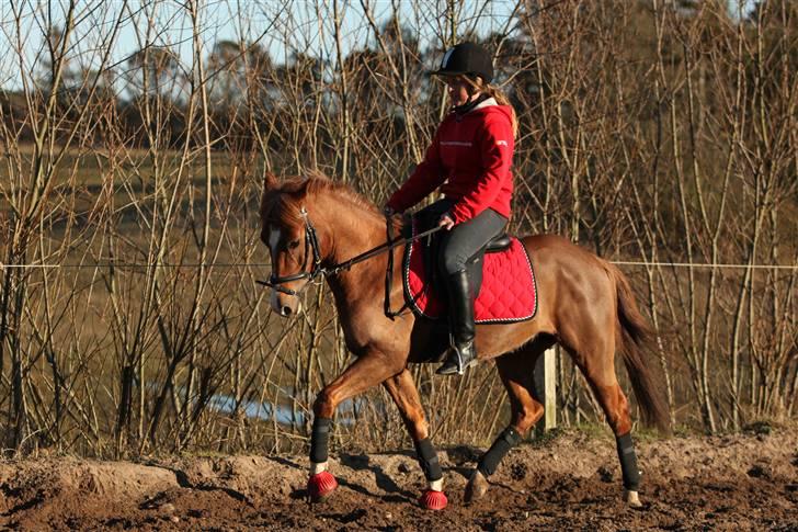 Belgisk Sportspony Iroko Streyenhof-Solgt. - Foto: SIPO. billede 9