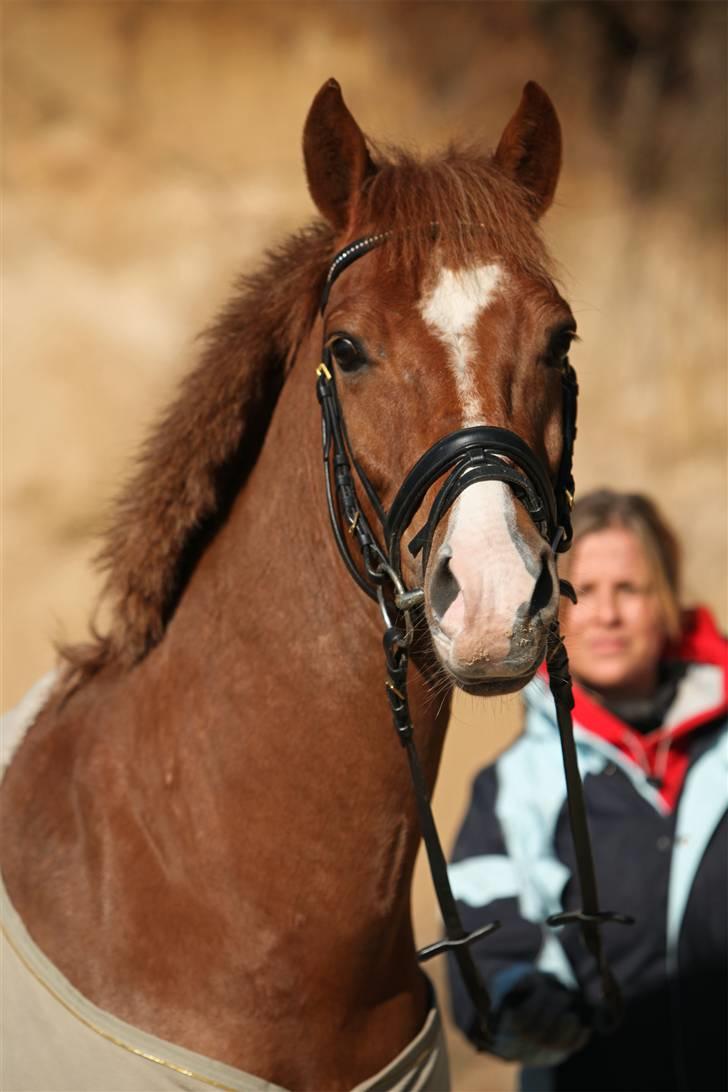 Belgisk Sportspony Iroko Streyenhof-Solgt. - Fotograf: Sandra Buus. SIPO billede 10