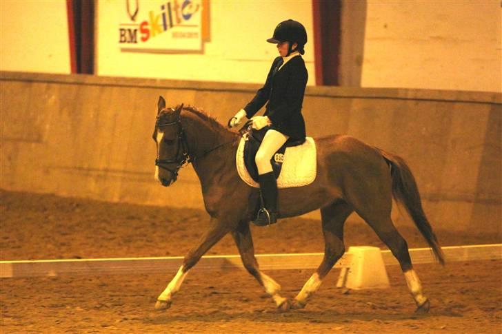 Belgisk Sportspony Iroko Streyenhof-Solgt. - Den unge ponydreng, ude og lære hvad stævne er. Rytter Ditte Behrentz. billede 11