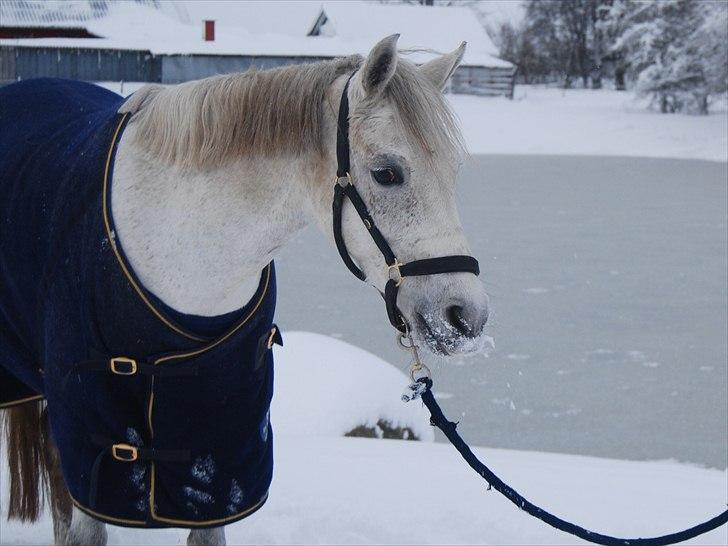 Anden særlig race Ariel - En dejlig vinter dag :) billede 3