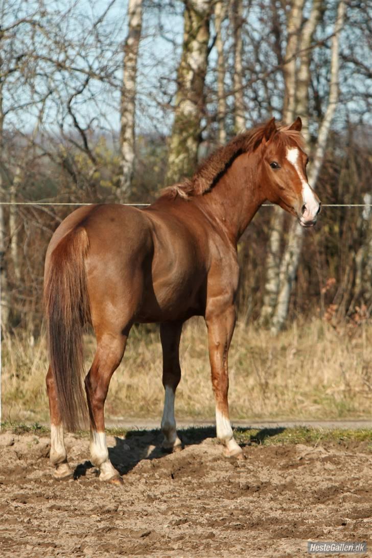 Belgisk Sportspony Iroko Streyenhof-Solgt. billede 12