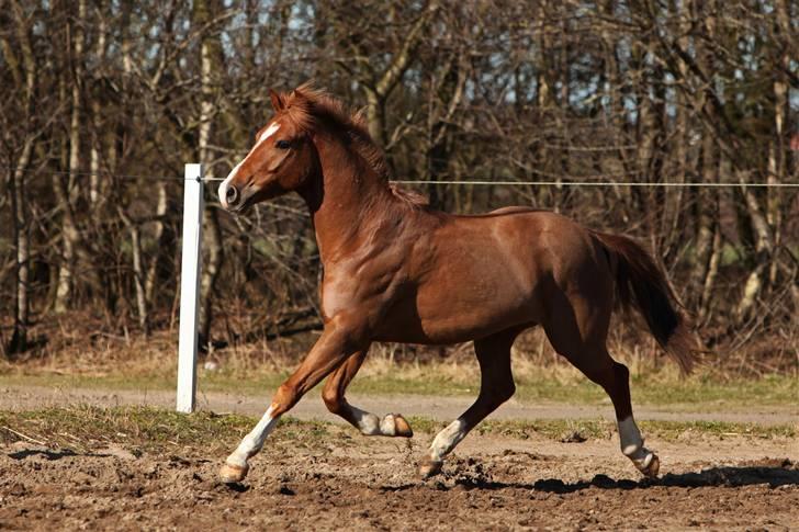 Belgisk Sportspony Iroko Streyenhof-Solgt. - Foto: SIPO. billede 13