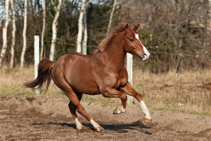 Belgisk Sportspony Iroko Streyenhof-Solgt. - Fotograf: Sipo.dk billede 14