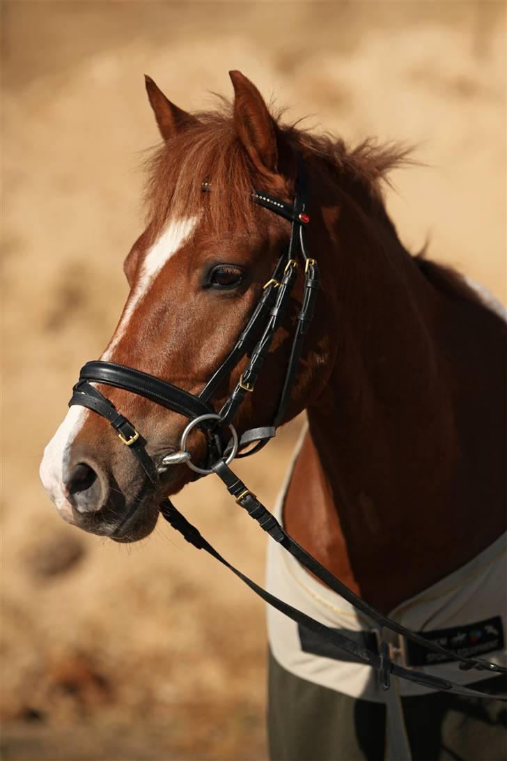 Belgisk Sportspony Iroko Streyenhof-Solgt. - Fotograf: Sandra Buus. billede 15