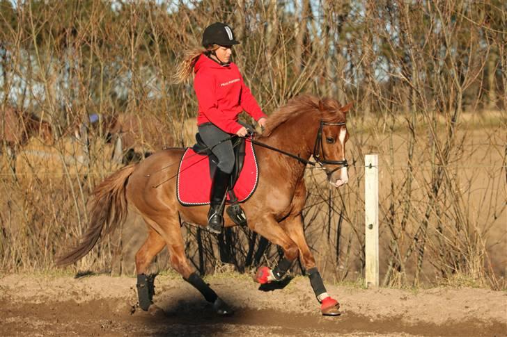 Belgisk Sportspony Iroko Streyenhof-Solgt. - Foto: SIPO billede 16
