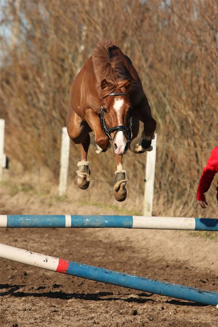 Belgisk Sportspony Iroko Streyenhof-Solgt. - Fotograf: Sandra Buus billede 17