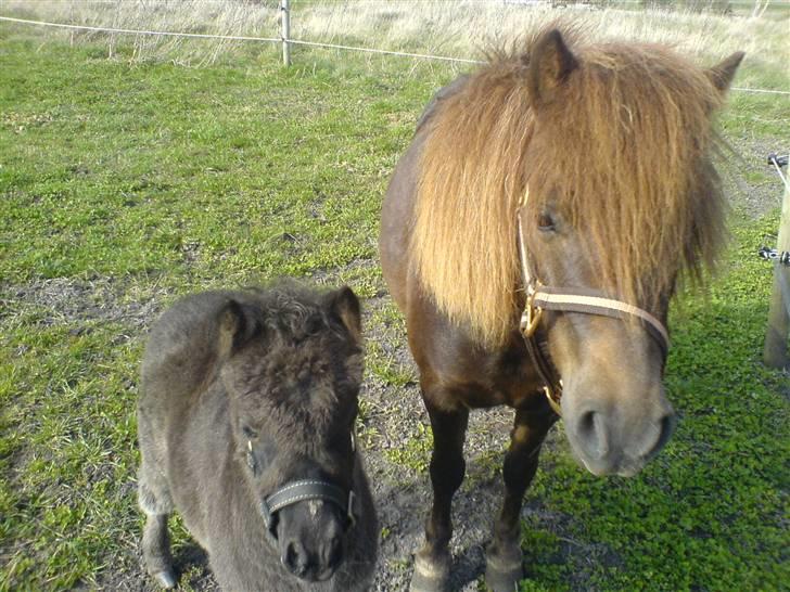 Shetlænder Smila - mig og min mor billede 15