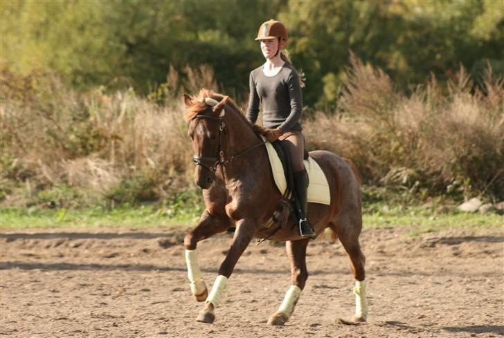 Hollandsk Sportspony Benton Harbour  - Rikke fotografere 13 okt. billede 6