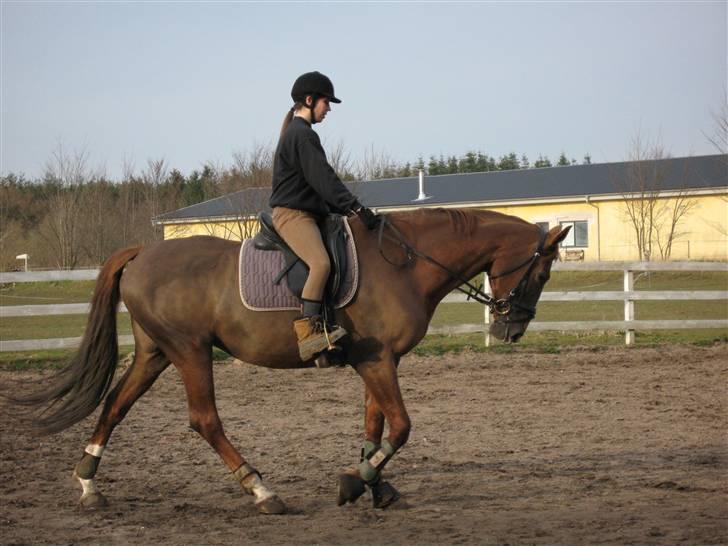 Dansk Varmblod Dharma (Har ny ejer) - Mmmm dejligt at ride :o) billede 18